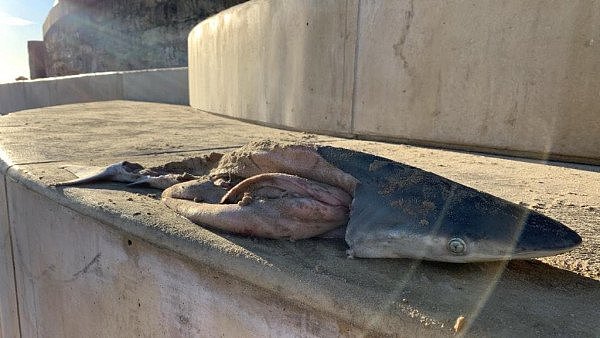 残忍至极！澳海滩惊现两条鲨鱼残尸，居民悬赏$500抓捕凶手（组图） - 2