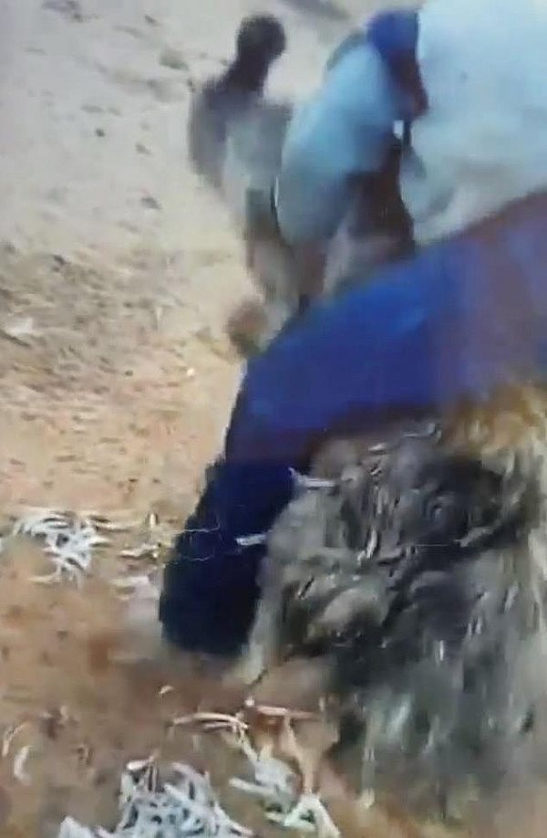 残忍！澳洲teenager虐待动物视频在网上疯传，狂撕鸸鹋羽毛惹众怒！（视频/组图） - 2