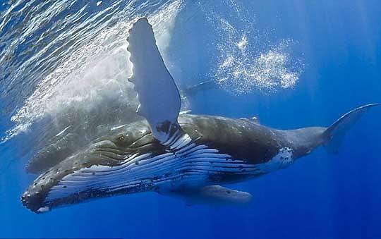 悉尼小哥下海疑似被“大白鲨”尾随，没想到竟然是个好奇宝宝（图/视频） - 3