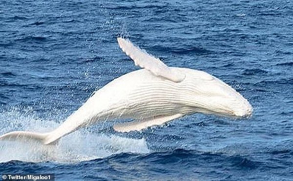 澳洲观鲸者有福了！万里挑一纯白座头鲸提前光临澳大利亚（图/视频） - 1