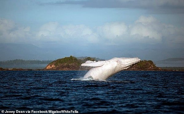 一年一次！纯白鲸鱼现身澳洲海域，肤白貌美宛如童话世界里的生物！（视频/组图） - 3