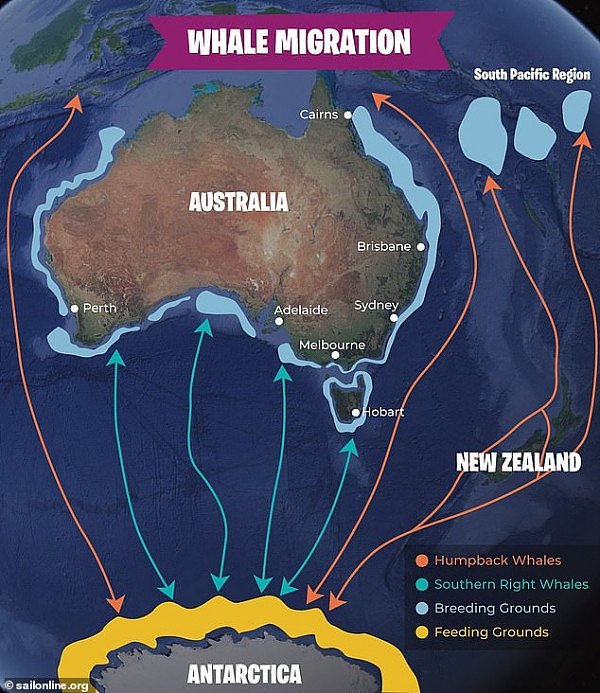 澳洲观鲸者有福了！万里挑一纯白座头鲸提前光临澳大利亚（图/视频） - 5