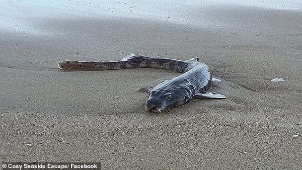 15120122-7170035-A_cat_shark_pictured_was_captured_on_the_shore_of_Golden_Beach_i-a-27_1561215574312.jpg,0