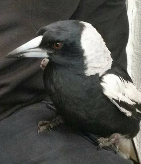 15217230-7178157-The_magpie_was_taken_to_Granite_Belt_Wildlife_Carers_to_be_check-a-12_1561449727149.jpg,0