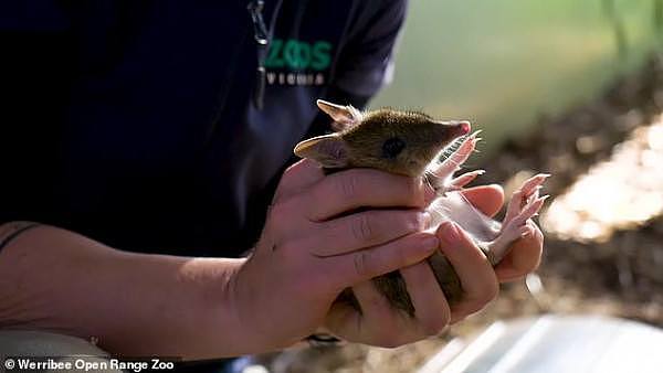 澳洲极度濒危物种袋狸喜诞6子，动物园开心到飞起！“这是一个巨大的成功”（组图） - 1