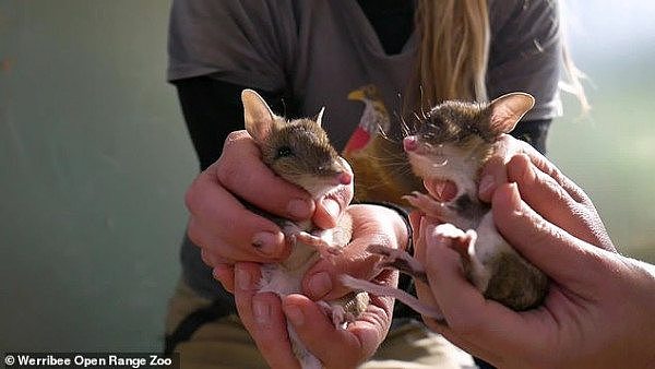 澳洲极度濒危物种袋狸喜诞6子，动物园开心到飞起！“这是一个巨大的成功”（组图） - 2