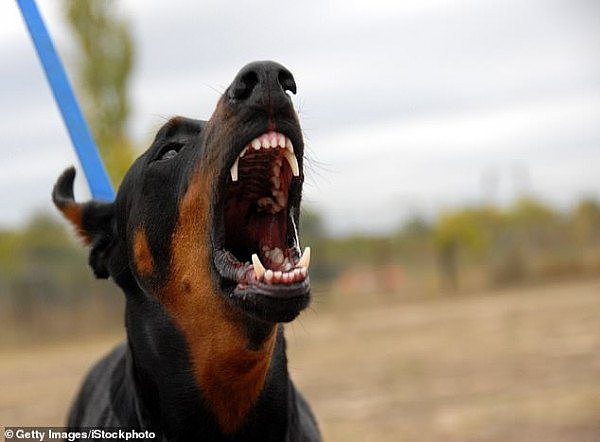 15994330-7245117-The_dog_involved_in_Saturday_s_attack_is_believed_to_be_a_Doberm-a-19_1563074328440.jpg,0