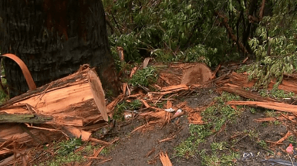 悲剧！澳洲两男子行车途中意外被大树砸中，双双丧命，恶劣天气或成罪魁祸首！（组图） - 1