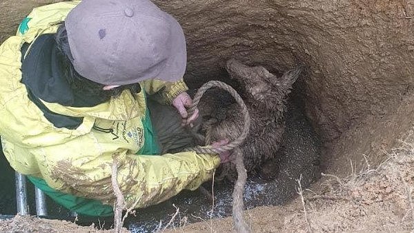 墨尔本袋鼠被困矿井近一周，被一只狗发现，“这只袋鼠是个幸运儿”（组图） - 2