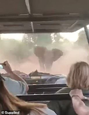 惊险！澳洲游客在南非遭遇大象袭击，司机“神操作”获网友点赞！（视频/组图） - 2