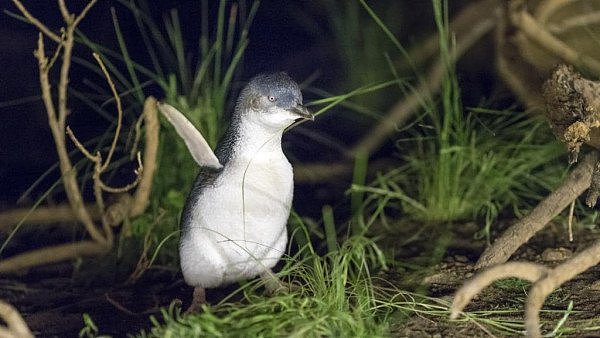 想看壮观的企鹅归巢吗？维州耗资＄5800万升级Phillip Island，明年客流量或增加10%！（组图） - 4