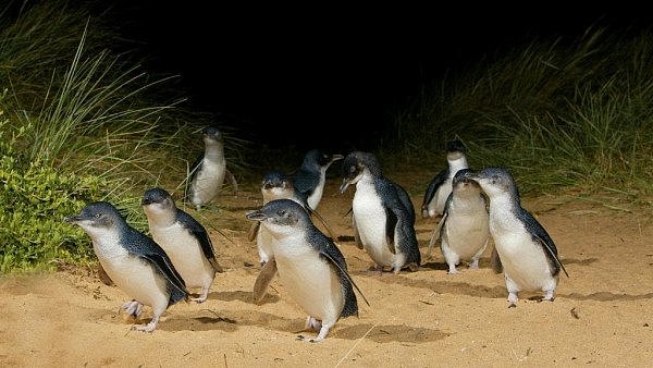 想看壮观的企鹅归巢吗？维州耗资＄5800万升级Phillip Island，明年客流量或增加10%！（组图） - 5
