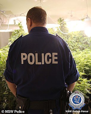 悉尼警方展开大规模缉毒行动，搜查25幢民宅缴获3700株大麻，黑市价近$1200万！（组图） - 8