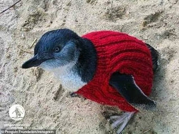 17142480-7345347-Penguin_jumpers_pictured_are_helping_to_rehabilitate_birds_after-a-2_1565488297868.jpg,0