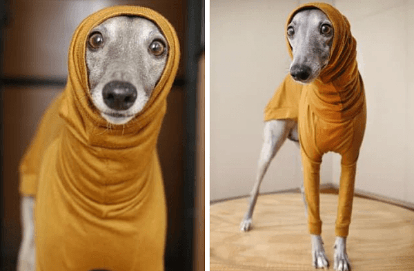 够酷！澳女为爱犬设计“独特保暖服”，受众人喜爱，这个冬天狗狗服将引领时尚（组图） - 2