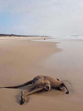 心碎！澳40只袋鼠及其他野生动物横尸海滩，尸体触目惊心（组图） - 2
