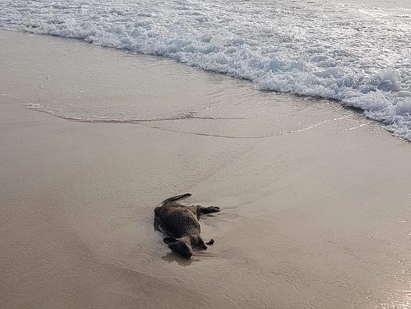 心碎！澳40只袋鼠及其他野生动物横尸海滩，尸体触目惊心（组图） - 1