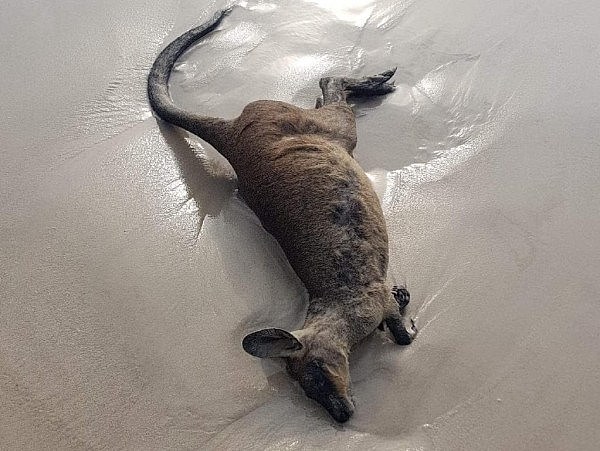 心碎！澳40只袋鼠及其他野生动物横尸海滩，尸体触目惊心（组图） - 4