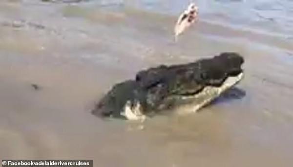 激烈！澳洲两条最大鳄鱼为争夺地盘陷“肉搏战”，游客都看呆了（组图/视频） - 1