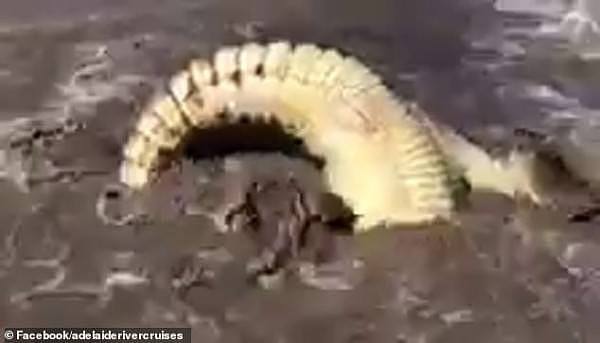 激烈！澳洲两条最大鳄鱼为争夺地盘陷“肉搏战”，游客都看呆了（组图/视频） - 2