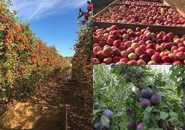 澳洲令人心动的稀有果园出售！每年可生产约1.6万箱水果，买家或获由作物带来的即时收入！（组图） - 2