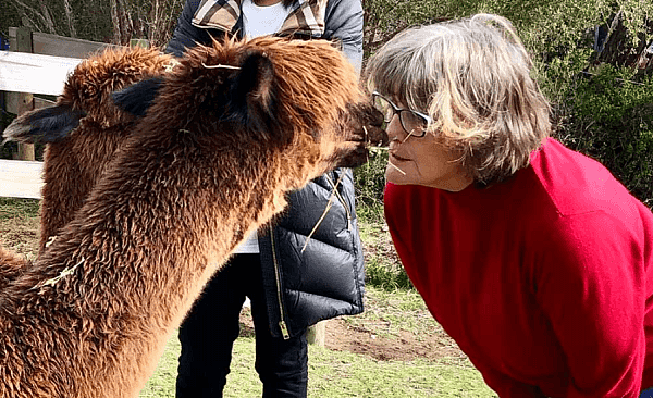 恶犬闯入澳洲民宅，可爱“草泥马”惨遭肢解！“整个头都撕了下来” 邻居吓疯（组图） - 1