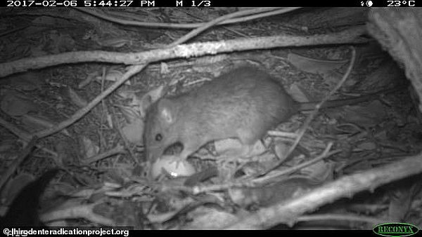 18323680-7450003-Black_rats_which_were_introduced_to_Lord_Howe_almost_100_years_a-a-2_1568159214245.jpg,0