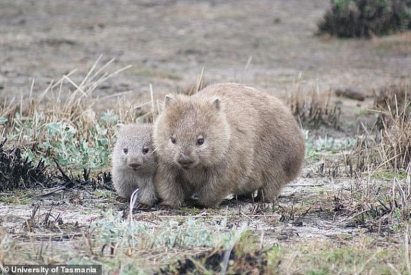 18465810-7462875-Researchers_discovered_that_wombats_intestines_are_what_leads_to-a-3_1568433000060.jpg,0