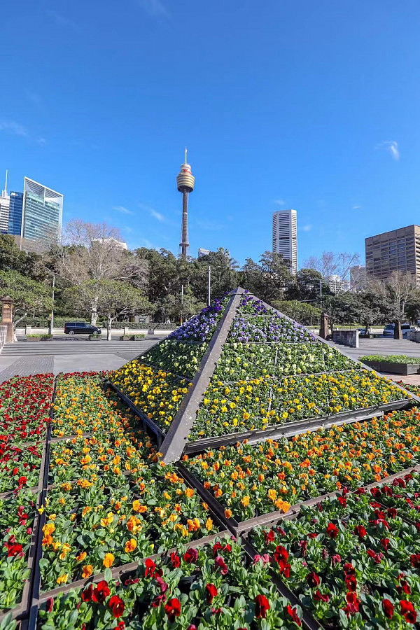 生动色彩花卉展在南半球的春季唤醒冬眠中的悉尼 - 1