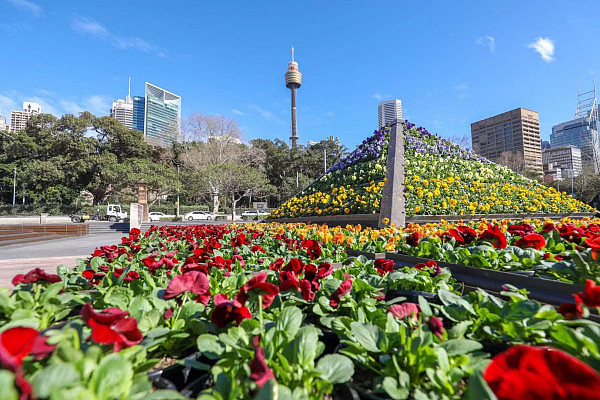 生动色彩花卉展在南半球的春季唤醒冬眠中的悉尼 - 6