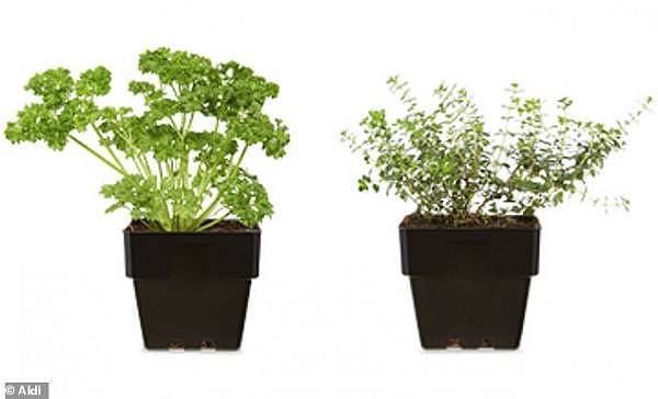18800976-7492563-Aldi_is_also_offering_a_selection_ready_to_plant_herbs_including-a-30_1569201159859.jpg,0
