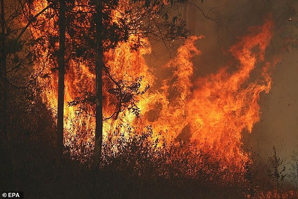 “地狱之火”！新州北部山火蔓延，居民流离失所！八尺男儿流下伤心泪（视频） - 3