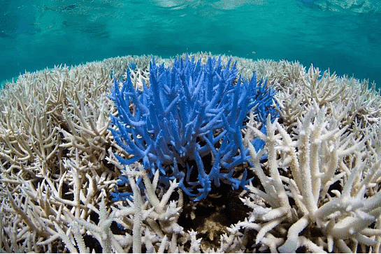全球招募拯救大堡礁环保先锋 环保无国界   大家一起来行动 - 1
