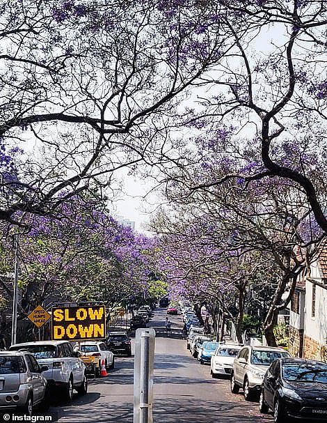 悉尼网红街道蓝花楹盛开，大量游客为拍照阻碍交通！当地居民：早晚要出事（视频/组图） - 5