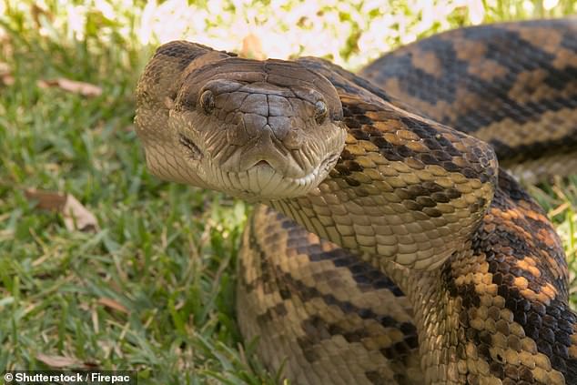 Orme 先生说，看到蛇杀行动是一种“特权”，尽管它的性质很恐怖（如图所示， a stock image of a scrub python)