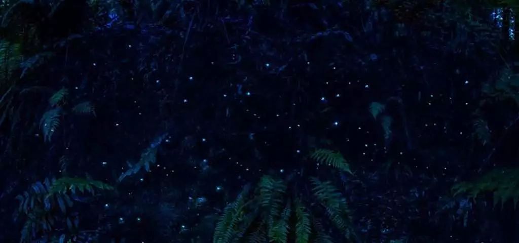 美绝了！澳洲萤火虫最佳观赏季！墨尔本「蓝光森林」最详打卡攻略！距CBD仅3小时！ - 13