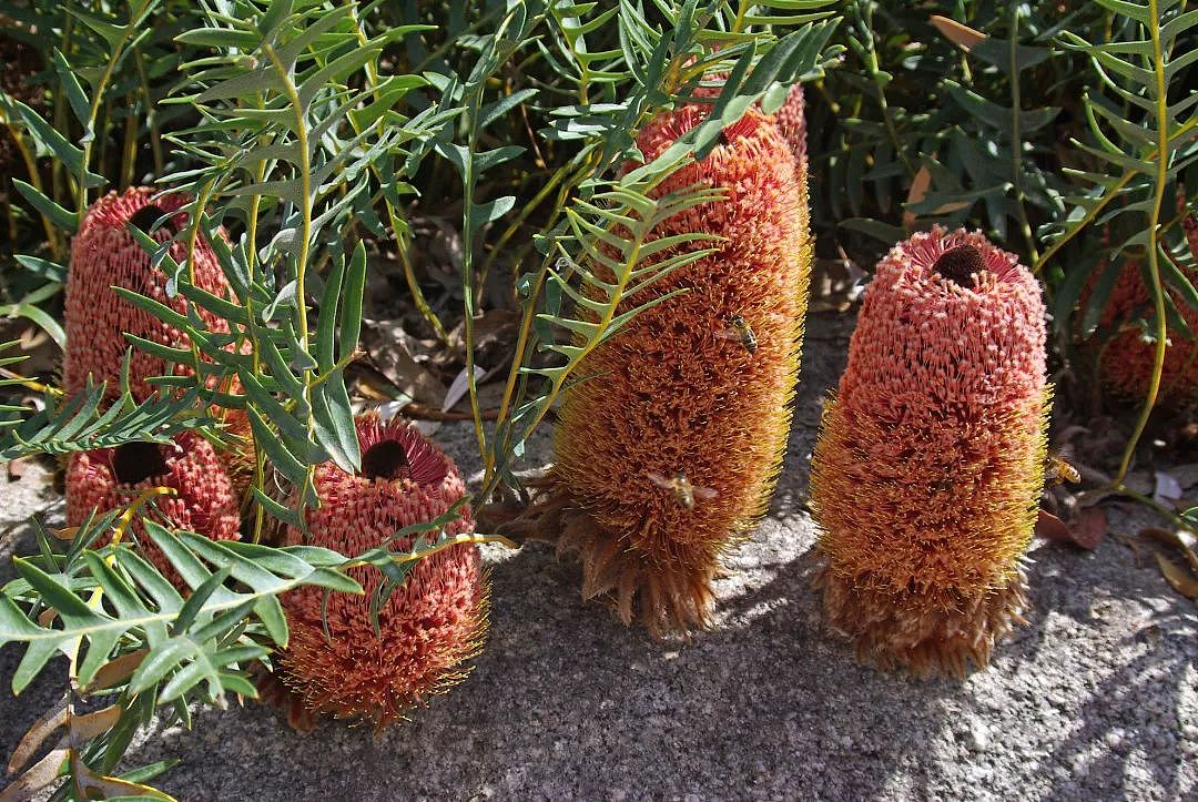 澳洲人后院惊现几百只袋鼠爪子？还被染成了…红色…？太诡异了！附：最全春季鲜花绿植采购指南！ - 94