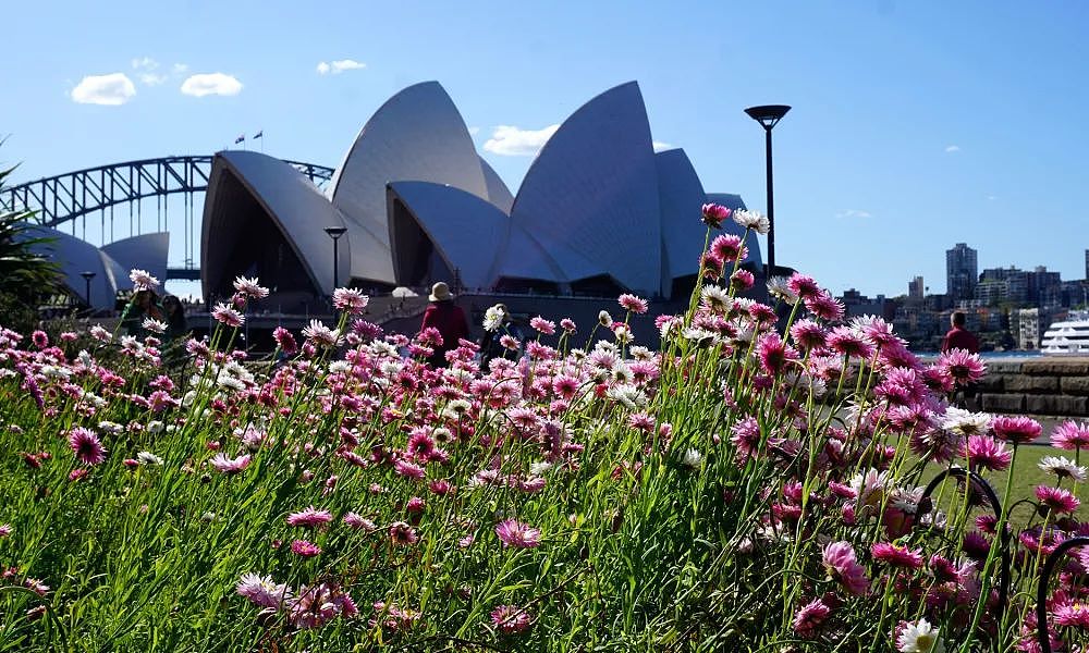 未来一个月，你朋友圈点赞最多的照片都是在悉尼这些地方拍的… 梦幻花海即将刷爆全世界！而观赏童话仙境的最佳地点，竟然是… - 3
