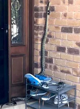 澳媒警告：布里斯班一年中最恐怖的季节来袭！大型蟒蛇频频入侵民宅，路人骑手屡遭喜鹊惨烈袭击！ - 8