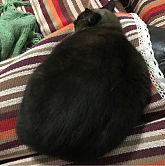 狗胖胖