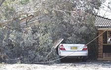 逃过一劫！悉尼华裔被困家中 妖风刮倒桉树砸中房与车！