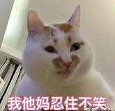 橘猫不吃鱼