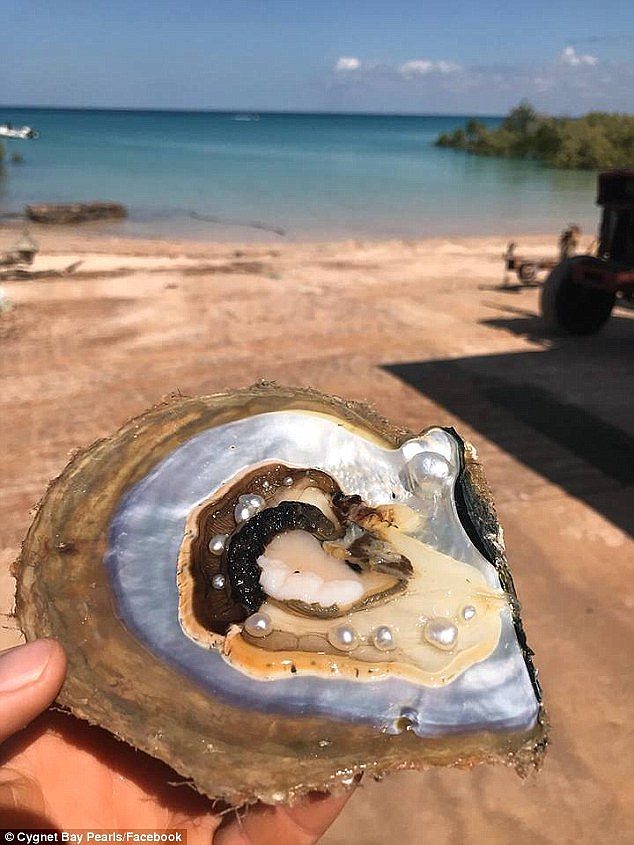 A rare discovery of 10 pearls in a single oyster shell found on an Australian pearl farm