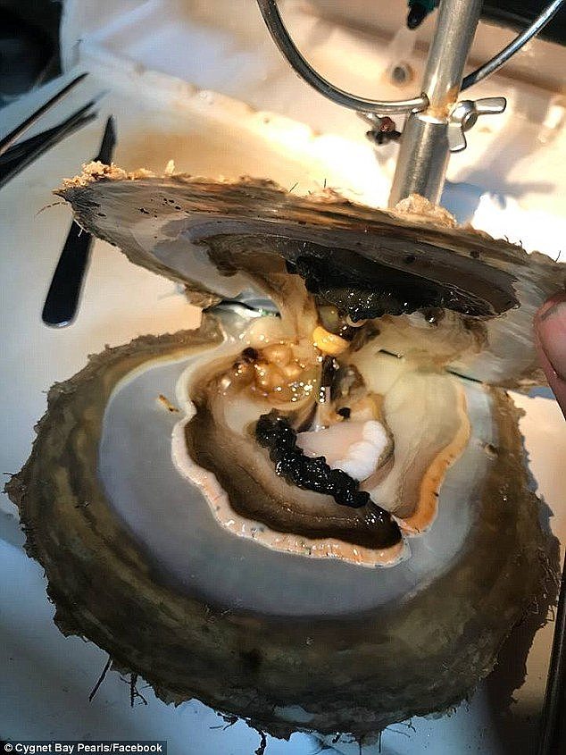 The Pinctada Maxima is the largest and rarest pearl oyster species in the world.Â 