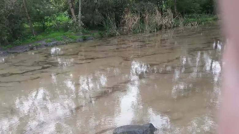 紧急！墨尔本人注意！已出现大量死鱼、死鸟！西郊大火致有毒物质污染河道，消防泡沫有致癌风险！（组图） - 3