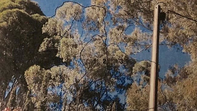 违规私砍两棵树，悉尼华人女子被重罚$8.3万！更离谱的是，这都是邻居的树...（组图） - 6