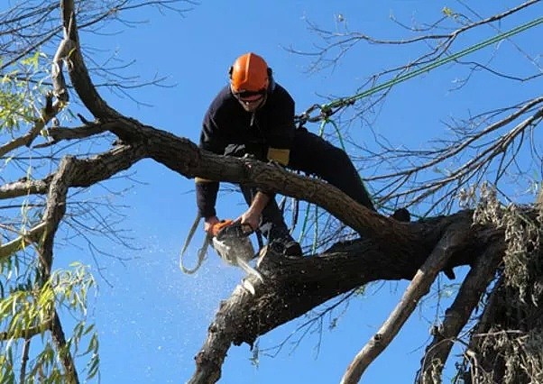 违规私砍两棵树，悉尼华人女子被重罚$8.3万！更离谱的是，这都是邻居的树...（组图） - 10