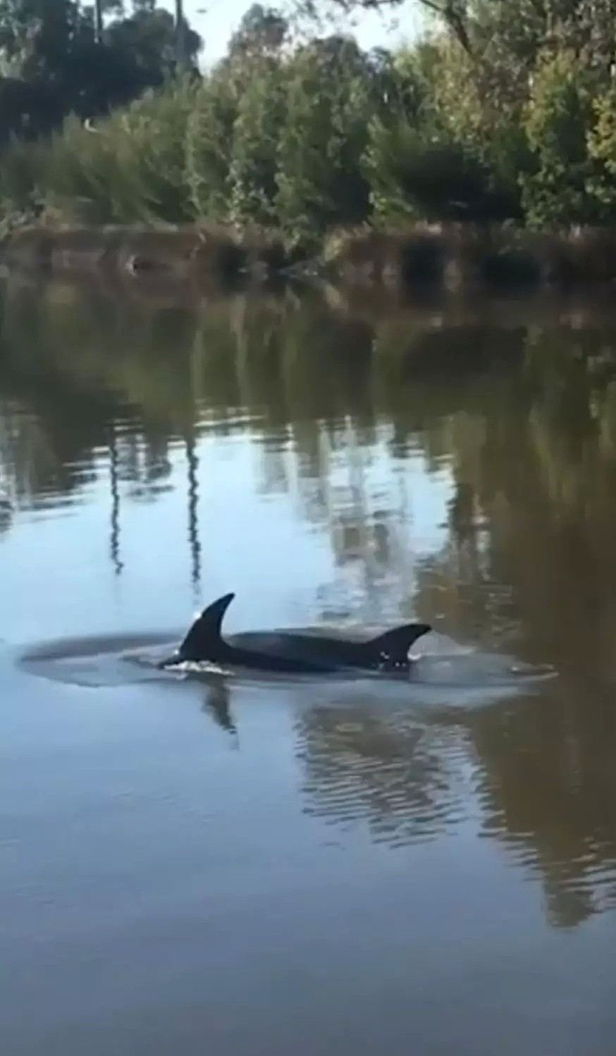 大家快去看啊！Yarra River，有海豚了！就在河里游着呢！（视频/组图） - 1