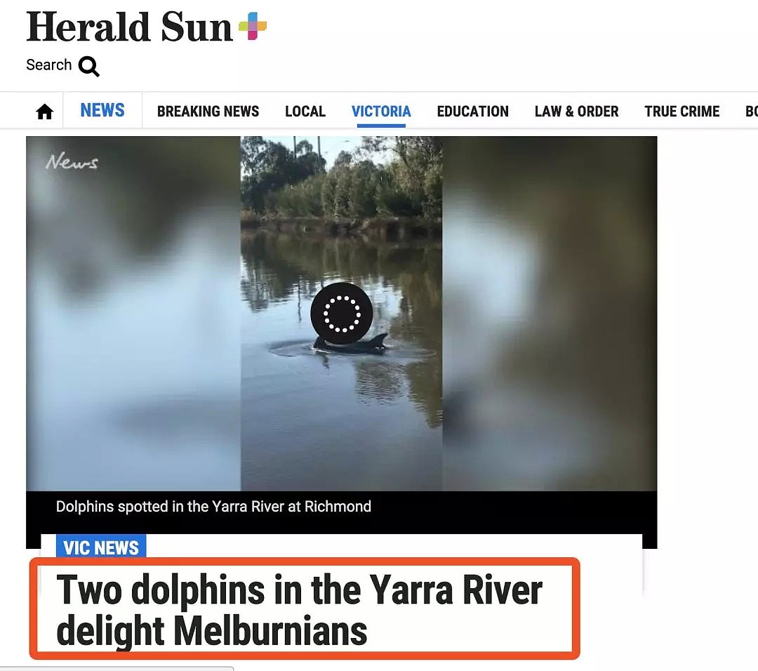 大家快去看啊！Yarra River，有海豚了！就在河里游着呢！（视频/组图） - 5