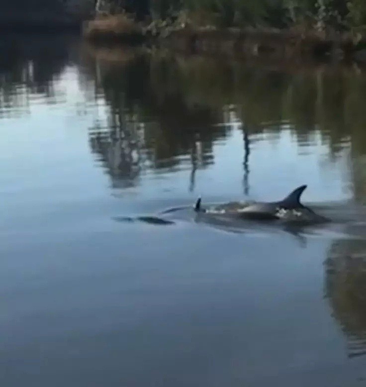 大家快去看啊！Yarra River，有海豚了！就在河里游着呢！（视频/组图） - 7